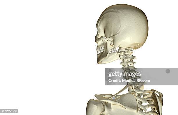 ilustraciones, imágenes clip art, dibujos animados e iconos de stock de the bones of the head and neck - hueso occipital