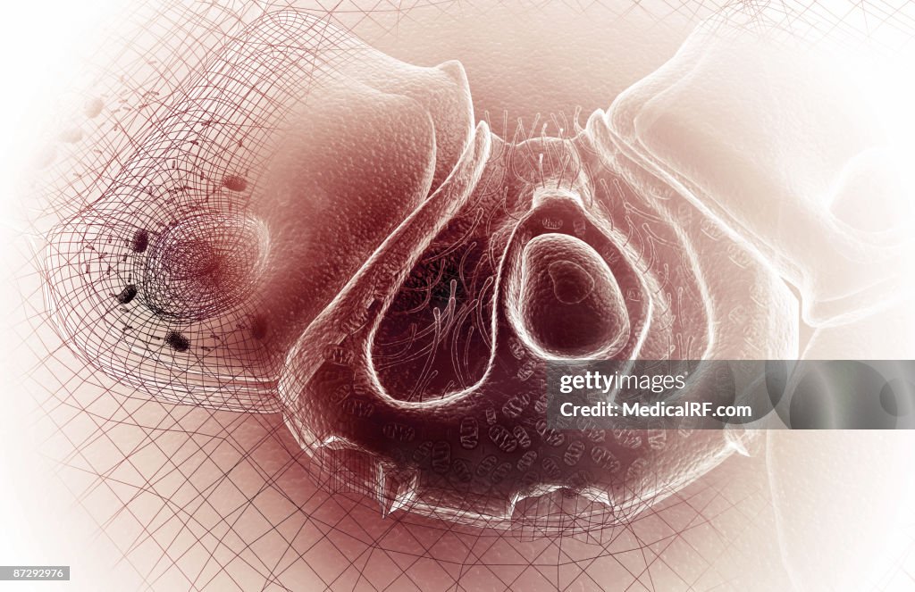 Parietal cell