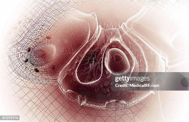 parietal cell - gastric acid stock illustrations