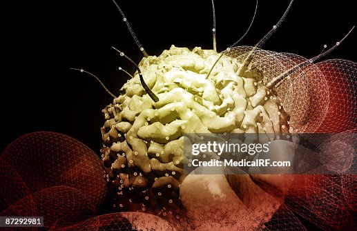 Stem cells Stem cells