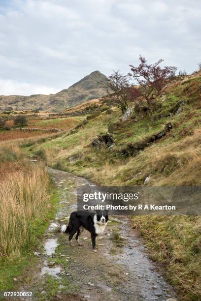 border collie dog in the mountains of snowdonia, wales - rough collie stockfoto's en -beelden