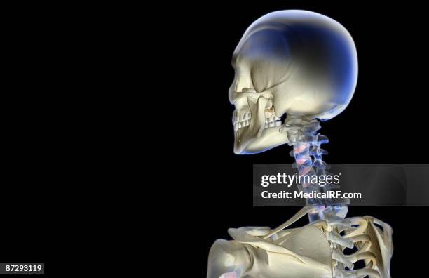 ilustraciones, imágenes clip art, dibujos animados e iconos de stock de the bones of the head and neck - hueso occipital