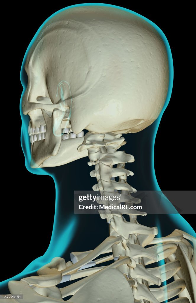 The bones of the head and neck