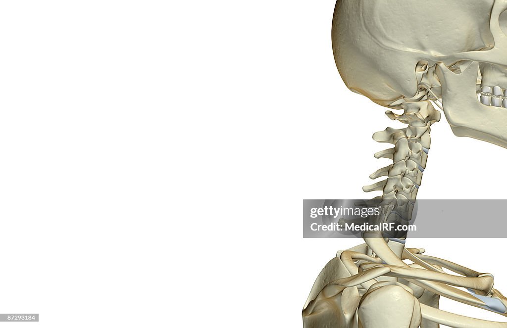 The bones of the head and neck