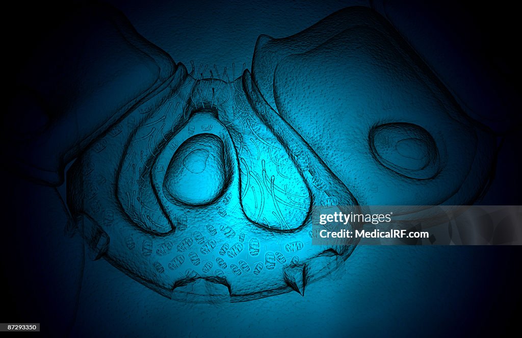 Parietal cell