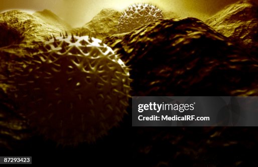 Pollen Pollen