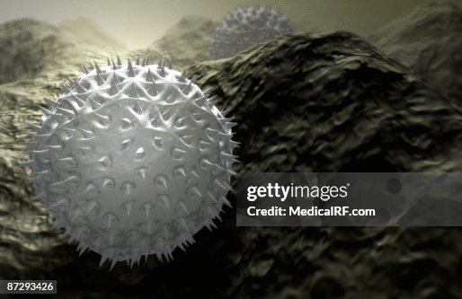 Pollen Pollen