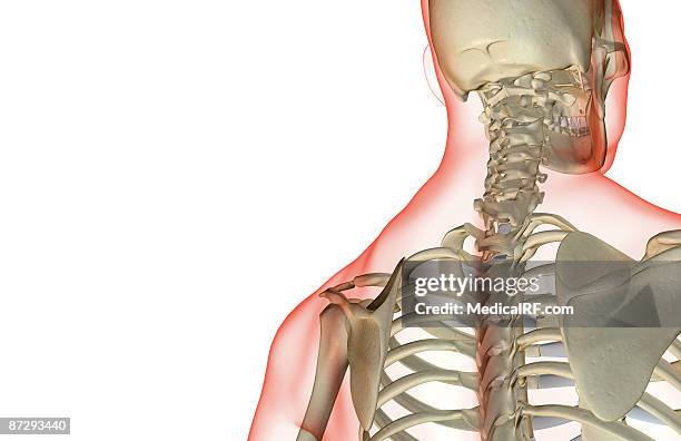 ilustraciones, imágenes clip art, dibujos animados e iconos de stock de the bones of the head and neck - hueso occipital