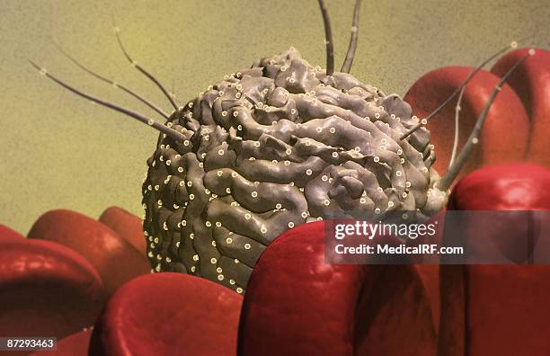 stem cells - eosinophil stock illustrations