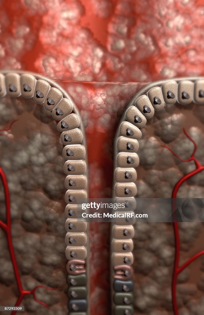 Gastric pit