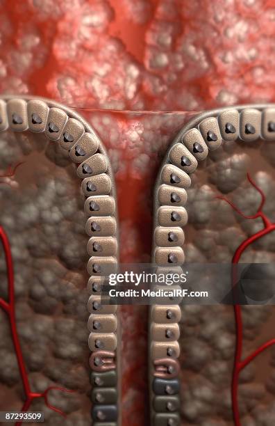 gastric pit - gastric pit stock illustrations