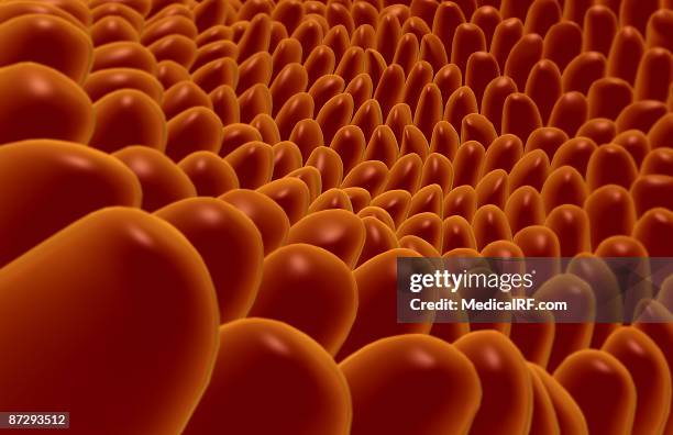 Villi High-Res Vector Graphic