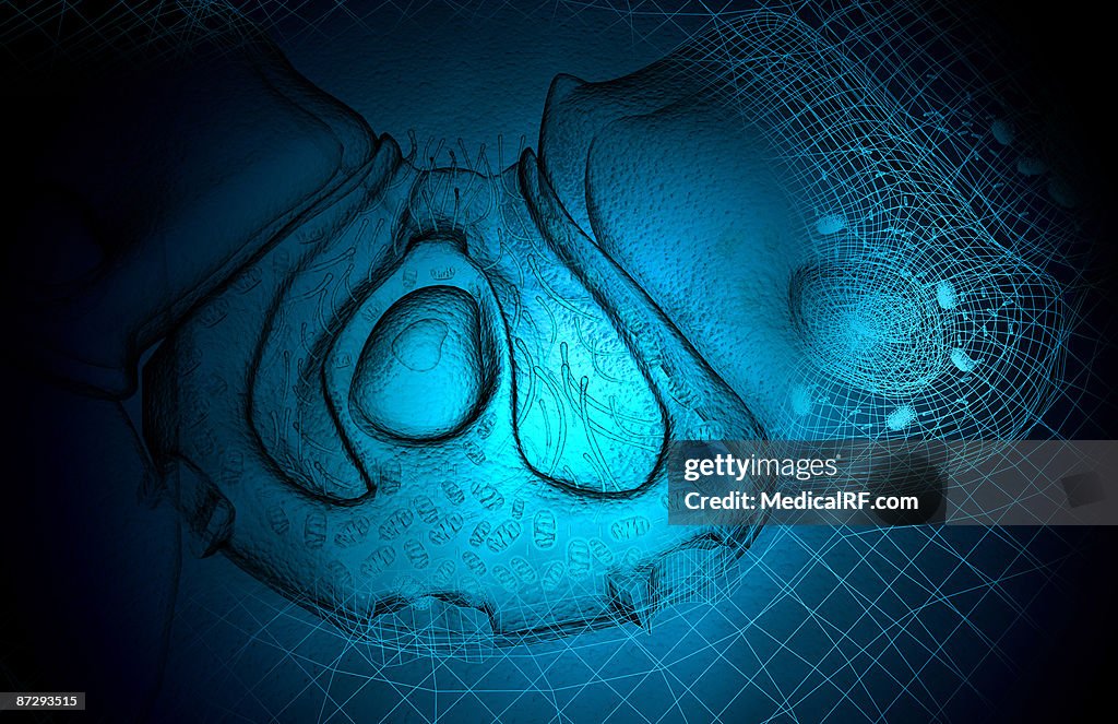 Parietal cell