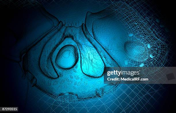 parietal cell - gastric acid stock illustrations