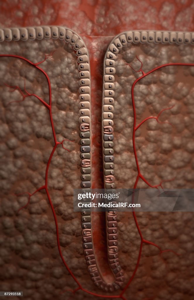 Gastric pit