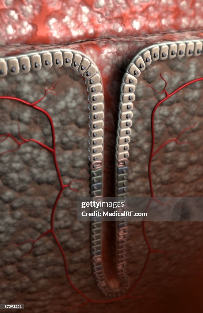 Gastric pit