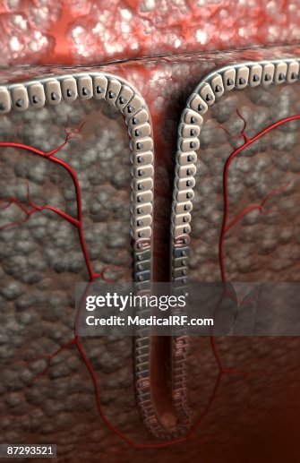 Gastric pit Gastric pit