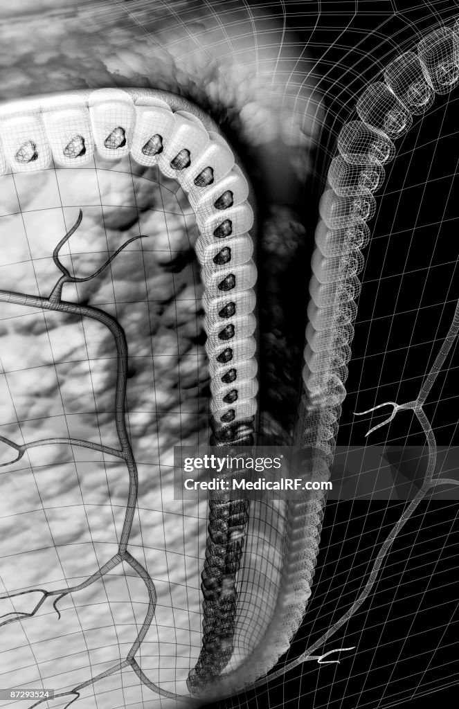 Gastric pit