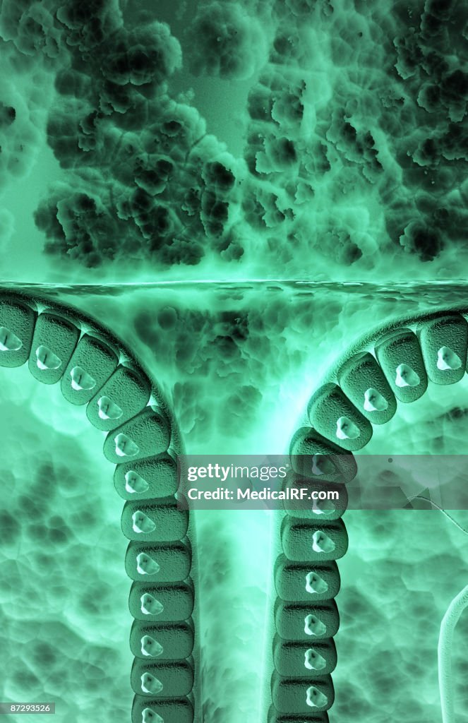 Gastric pit