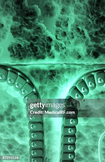 Gastric pit Gastric pit