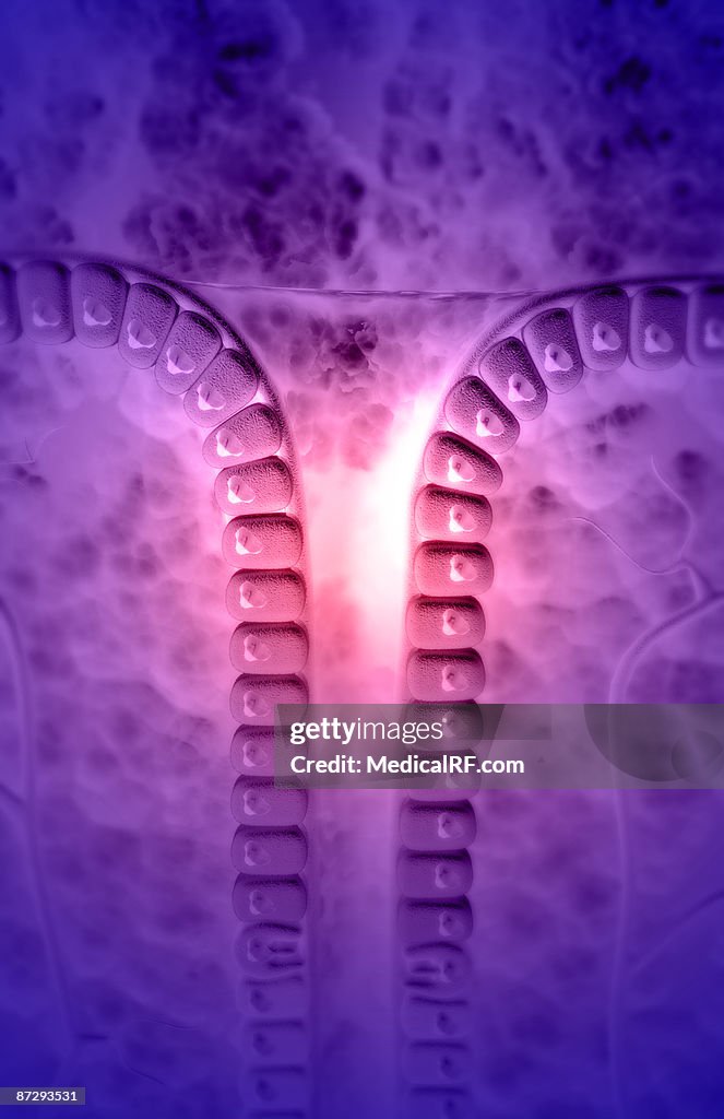 Gastric pit