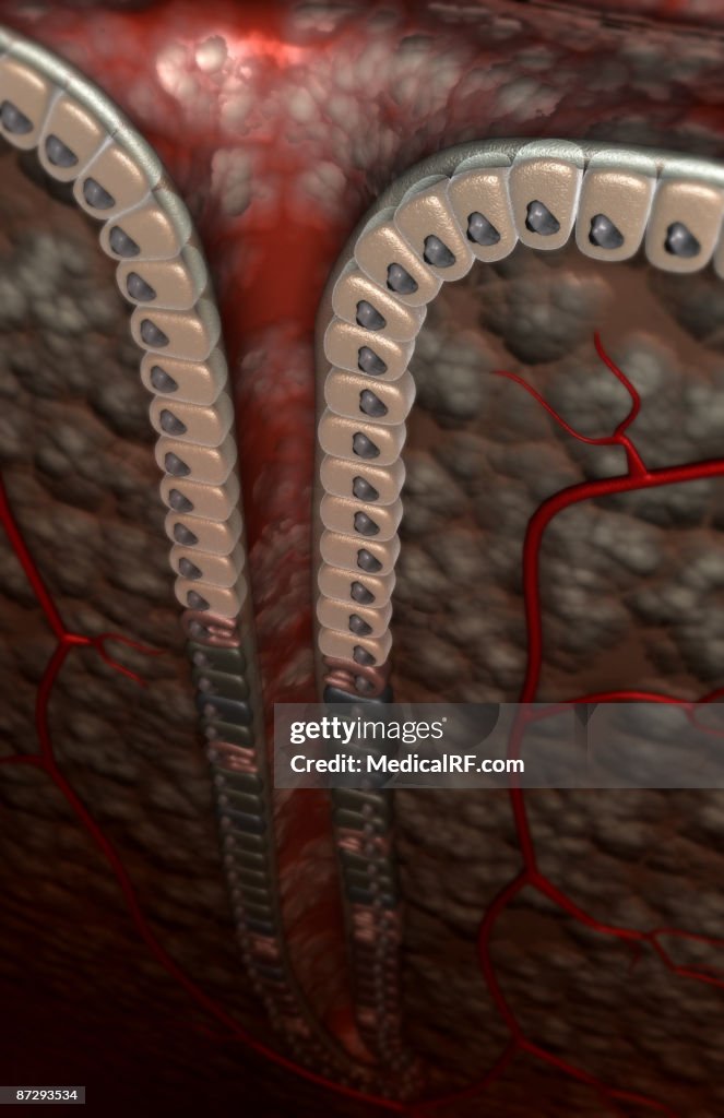 Gastric pit