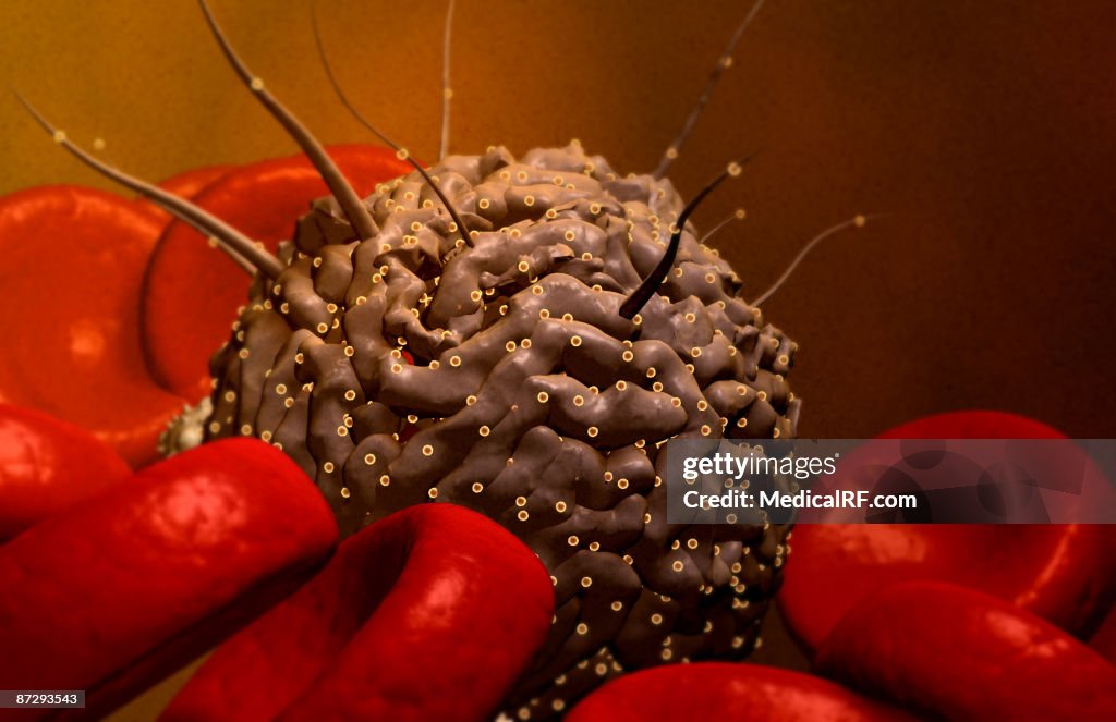 Stem cells