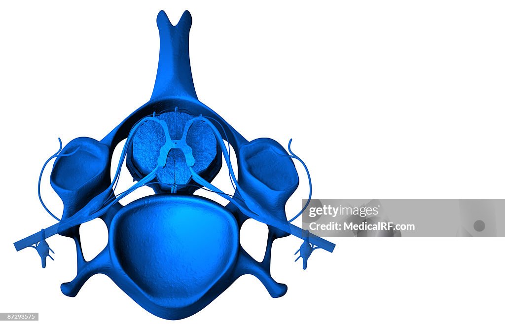 The spinal cord