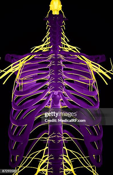 nerves of the upper body - plexus cervicalis stock-grafiken, -clipart, -cartoons und -symbole