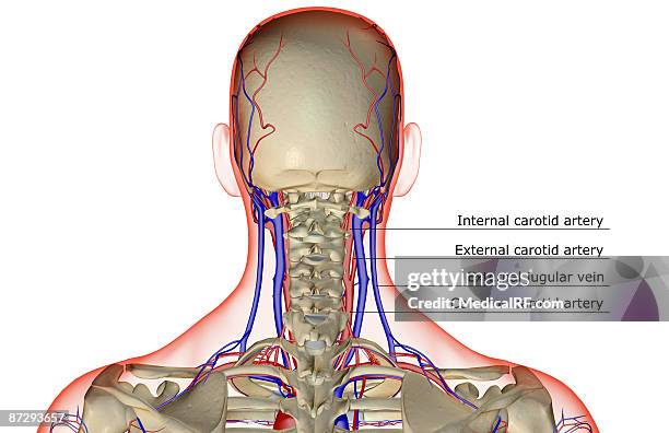 the blood supply of the head and neck - carotid artery stock illustrations