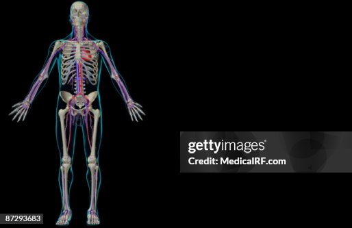 The vascular system The vascular system