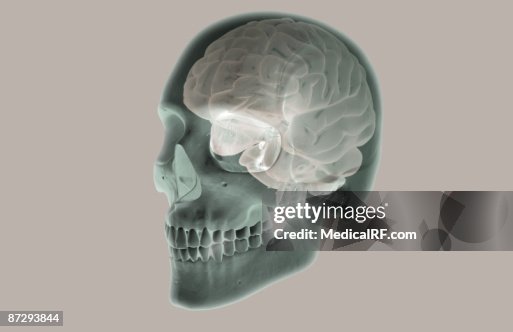 The brain The brain