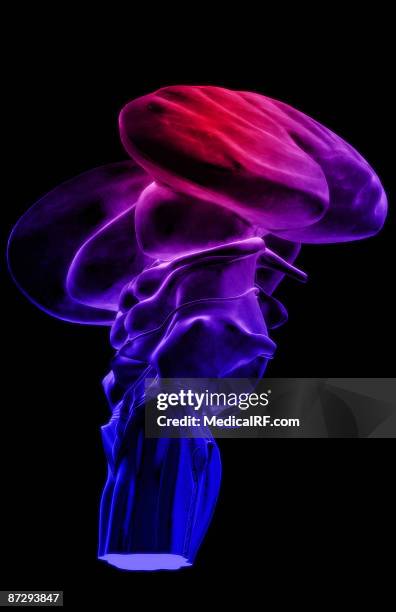 the brainstem - trigeminal nerve stock illustrations