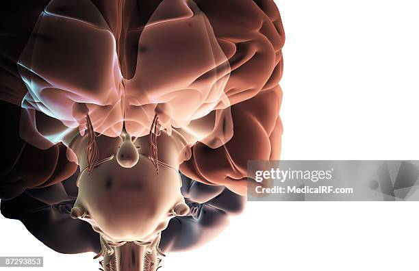 stockillustraties, clipart, cartoons en iconen met the brainstem - cerebral cortex