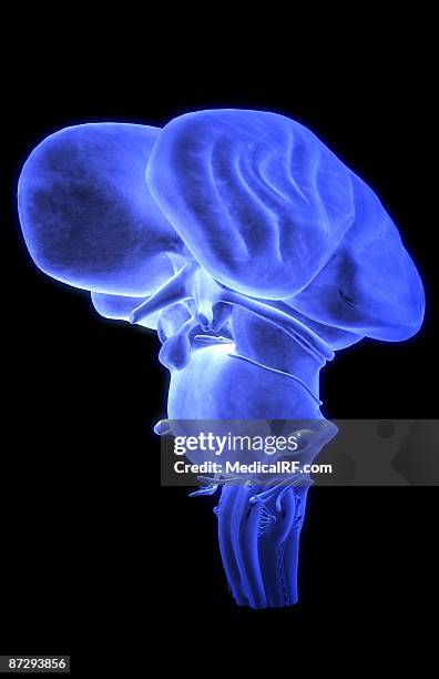 the brainstem - trochlear nerve stock illustrations