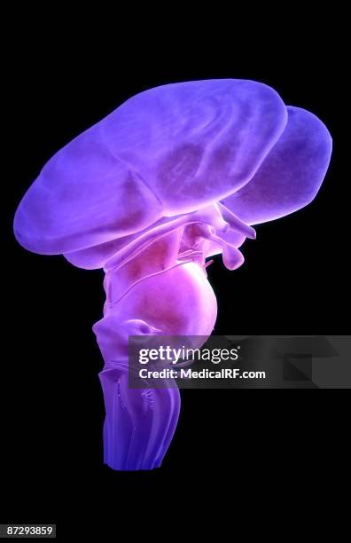 the brainstem - medulla stock illustrations