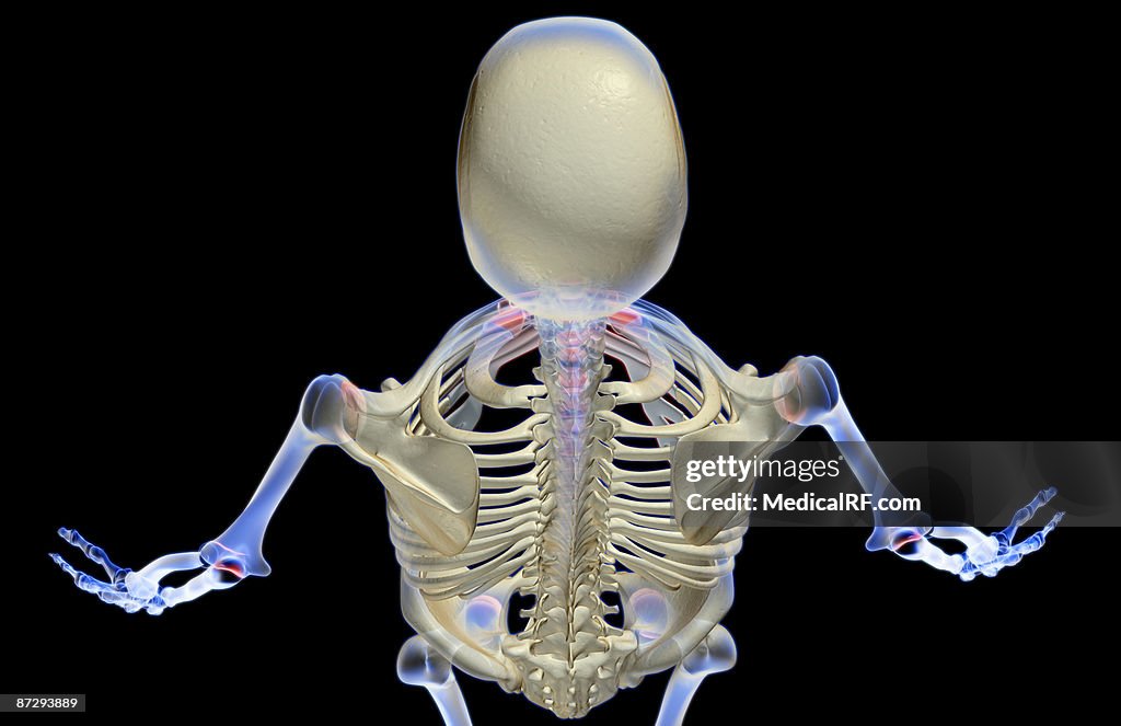 The bones of the head and shoulder