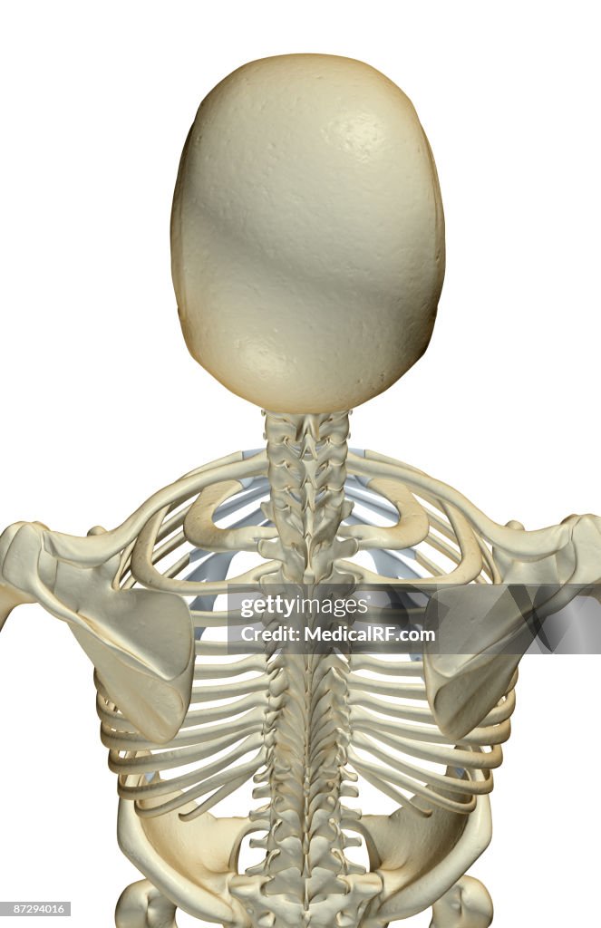 The bones of the head and shoulders
