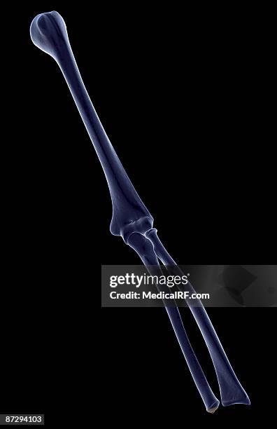 the bones of the arm - elbow stock illustrations