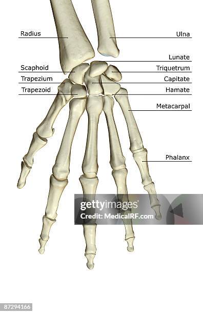 the bones of the hand - lunares stock illustrations