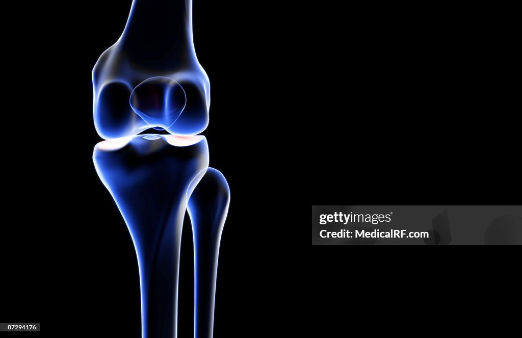 The bones of the knee