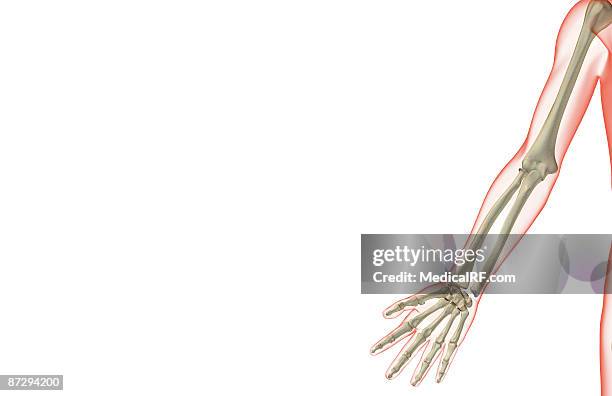 the bones of the upper limb - lunares stock illustrations