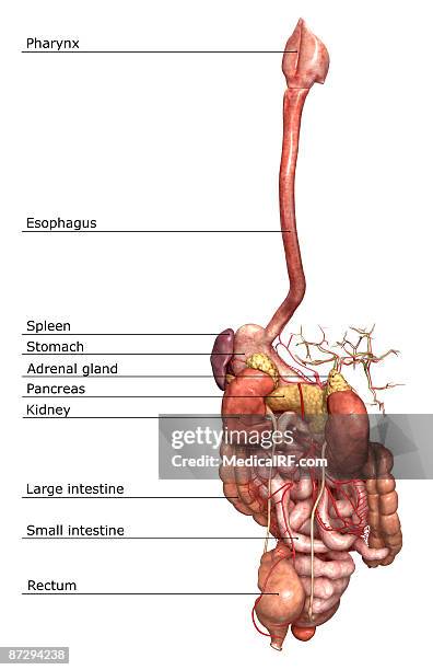 449 Digestive System Labelled Stock Photos, High Biology Diagrams