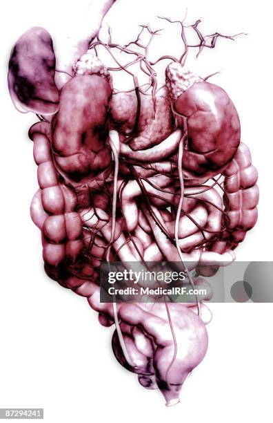 149 Common Bile Duct High Res Illustrations - Getty Images