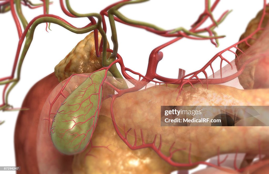 Accessory digestive organs