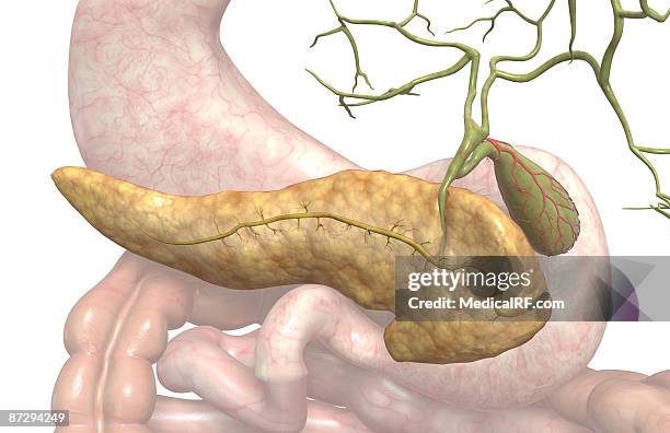 119 Pancreatic Duct Stock Photos, High Biology Diagrams
