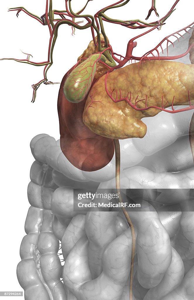 Accessory digestive organs