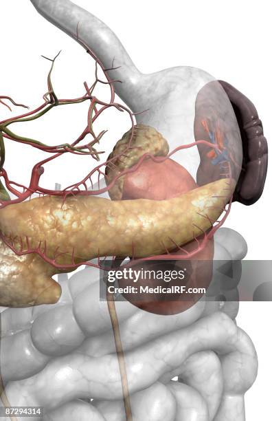 ilustraciones, imágenes clip art, dibujos animados e iconos de stock de accessory digestive organs - arteria esplénica