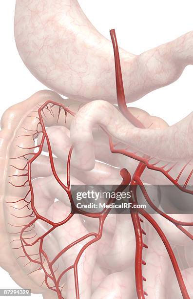 43 Superior Mesenteric Artery Stock Photos, High-Res Pictures, and ...