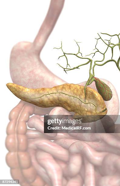 149 Common Bile Duct High Res Illustrations - Getty Images